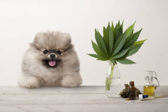 What is CBD Dosage Right for My Pet