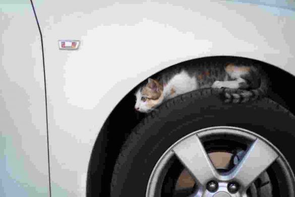 Cat Wheel