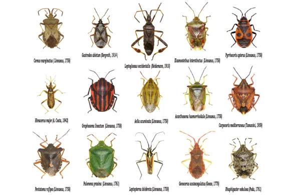 Different Types of Lawn Bugs and How to Identify Them