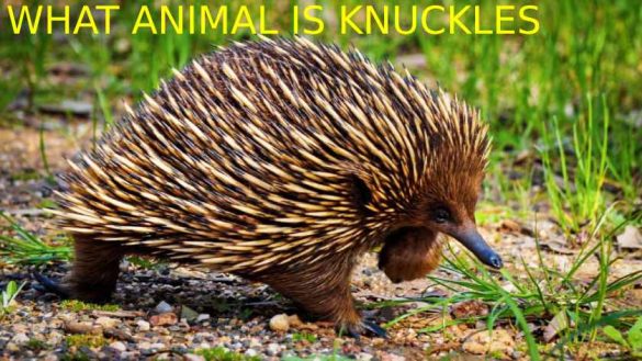 Animal Is Knuckles