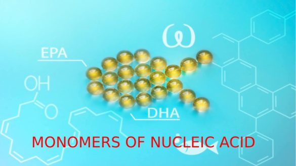 monomer of nucleic acids